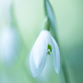 Snowdrop by Robert van Hall