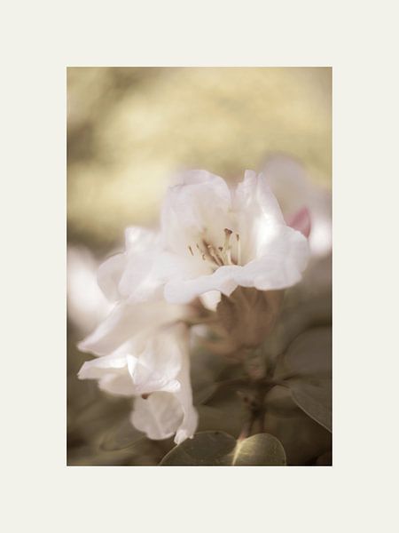 Soft white flower by @Unique