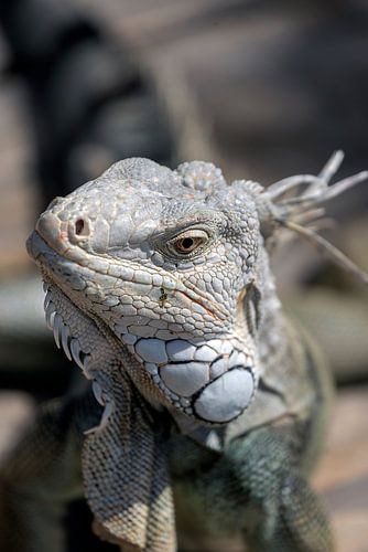 Iguana