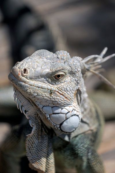 Iguana par Humphry Jacobs