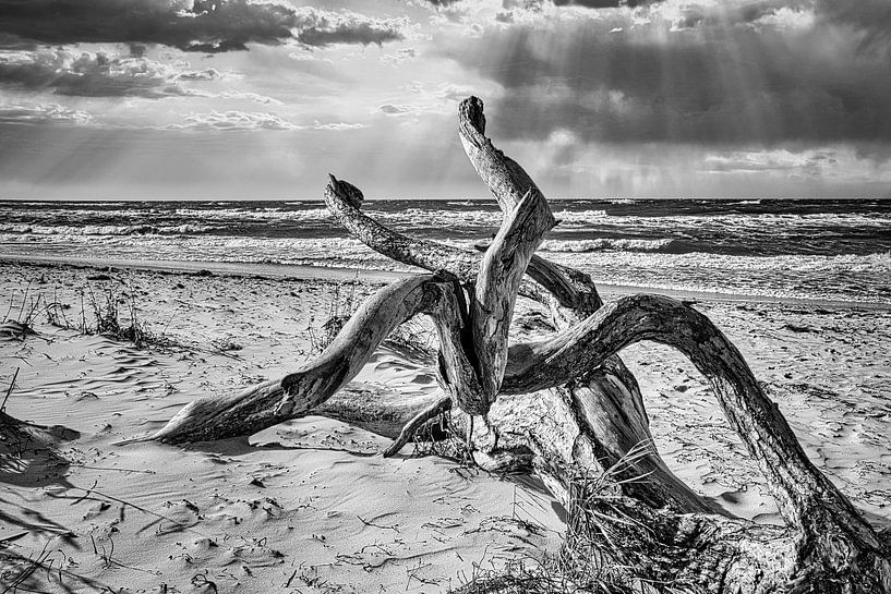 Tree root on the beach of the Baltic Sea coast in front of the sea in black and white. by Martin Köbsch