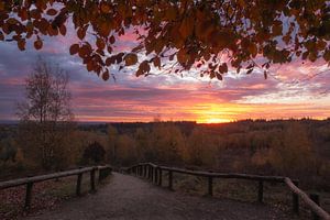 Sunrise at wooden staircase nature reserve Kwintelooijen