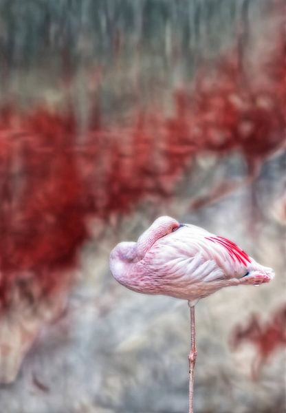 Flamingo van Marcel van Balken