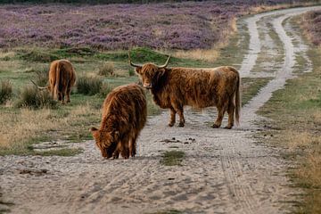 Schotse hooglanders. van Janny Beimers