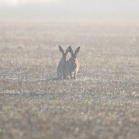 Hares in the fog by Rosalie van der Bok