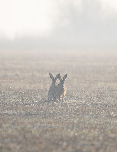 Hasen im Nebel