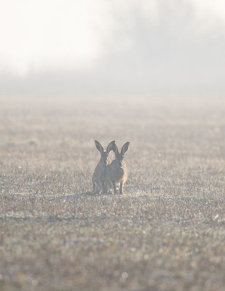 Lièvres dans le brouillard par Rosalie van der Bok