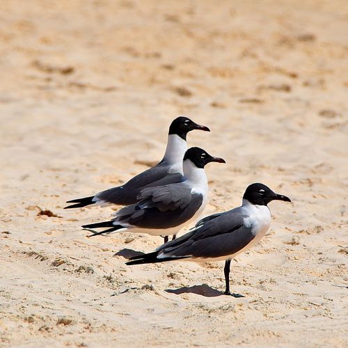 Drie lachmeeuwen op Klein Curaçao