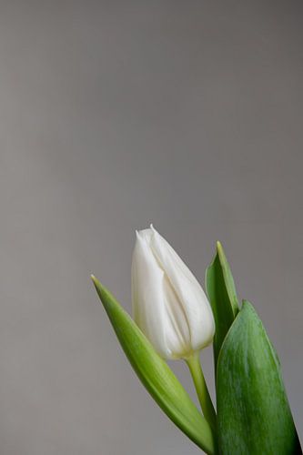 Witte Tulp 06 - Harmonie