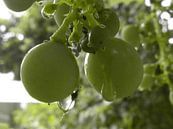 Druiven die hangen in de tuin van Veluws thumbnail