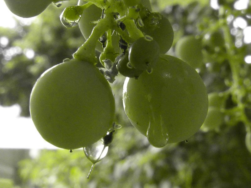 Druiven die hangen in de tuin von Veluws