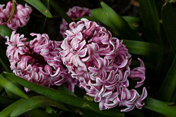 Hyacinths by Petra Dreiling-Schewe