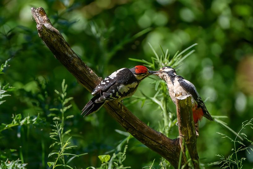 Buntspecht von Andy van der Steen - Fotografie