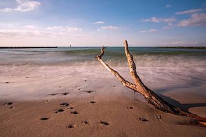 Baumstamm an der Küste der Ostsee bei Nienhagen