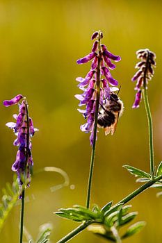 Abeille sur des fleurs violettes