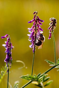 Abeille sur des fleurs violettes sur Felix Marx