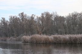 Nature Netherlands by Tatjana Korneeva
