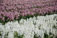 White purple