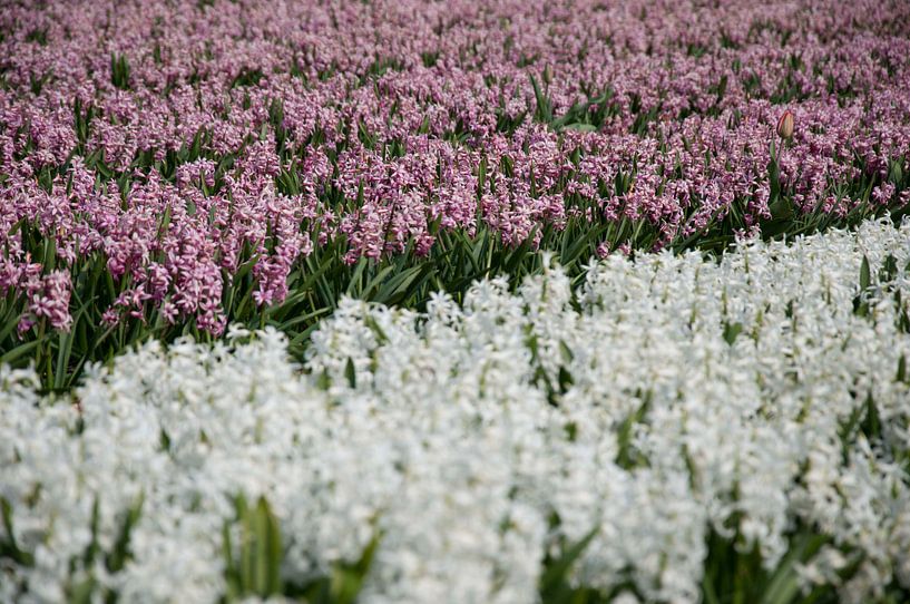 White purple by Arthur Wijnen