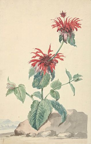 Een Rode Bergamot in een Landschap, Aert Schouman