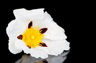 Bloeiende rotsroos - Cistus ladanifer  van Eye on You thumbnail