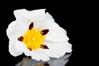 Bloeiende rotsroos - Cistus ladanifer 