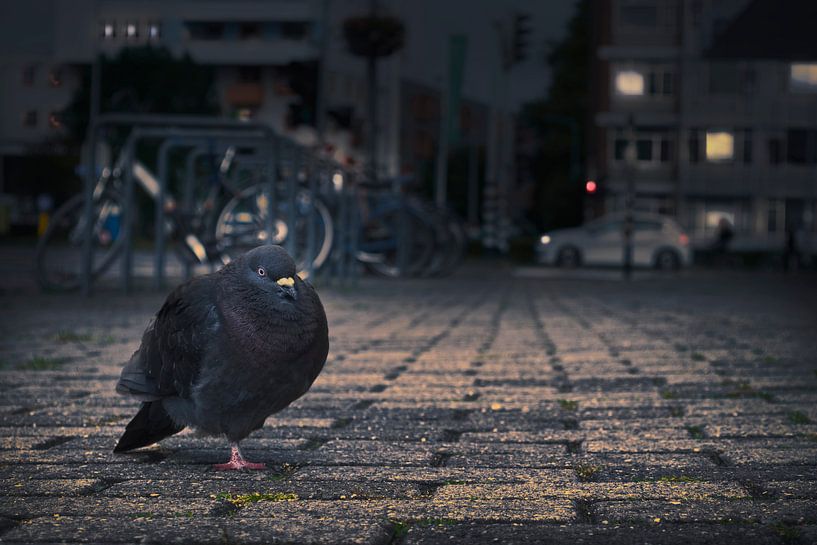 Pidgeon's night out von Elianne van Turennout