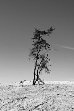 Lonely tree