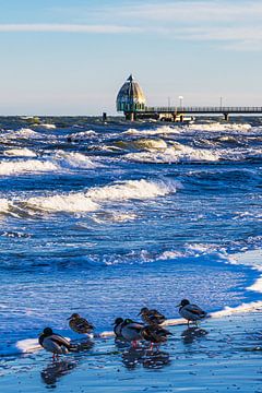 Eenden en pier aan de Oostzeekust bij Zingst op de vis