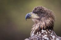 Portrait of an Eagle by Herbert van der Beek thumbnail