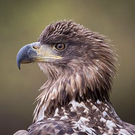 Porträt eines Adlers von Herbert van der Beek
