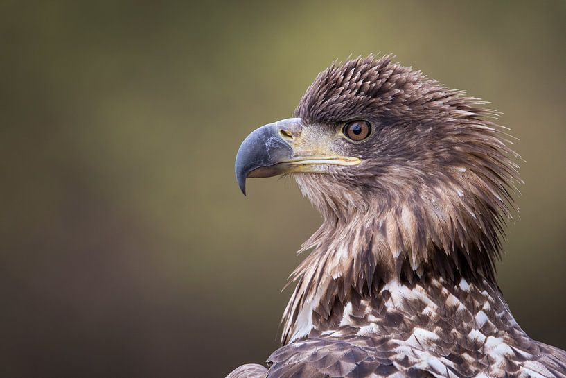 Portrait d'un aigle par Herbert van der Beek