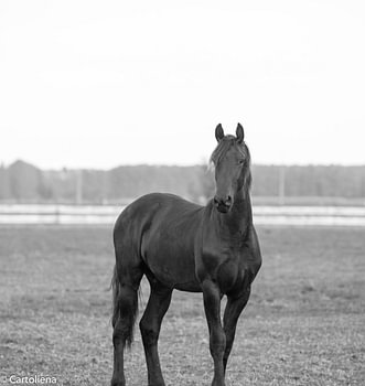 black horse, animals,