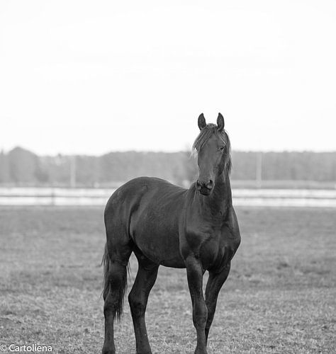 zwart paard, dieren,