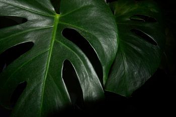 Monstera Deliciosa plante en gros plan