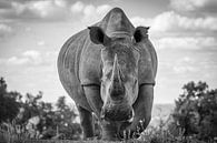 Portrait of a rhinoceros, frog perspective. by Gunter Nuyts thumbnail