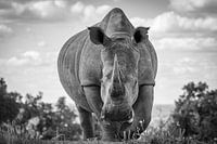 Portrait of a rhinoceros, frog perspective.