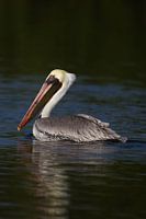 Pelikan | Vogel | Wildtiere | Brauner Pelikan | Mexiko | Natur