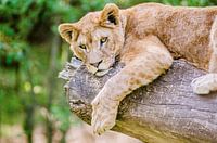 Lion cub