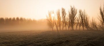 Misty Morning at Leidschendam - 1 by Damien Franscoise