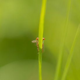 Juffertje in het gras van Carolina Roepers