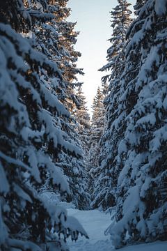 Winterpad in het dennenbos van Dante S