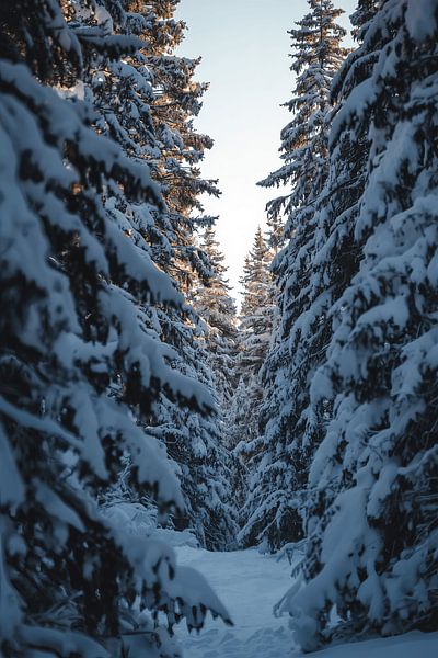 Winterpfad im Tannenwald von Dante S
