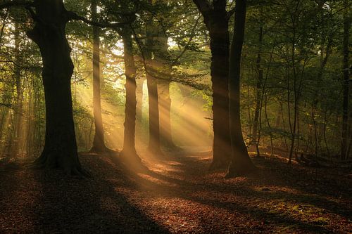 solar harp in autumn forest
