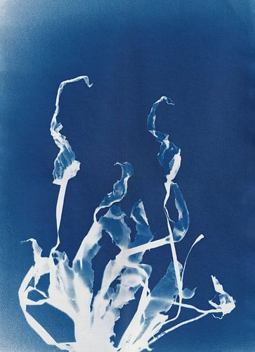 NM-001 Membranum laceratum fluitans