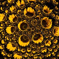 sunflower in drops, close-up (square)