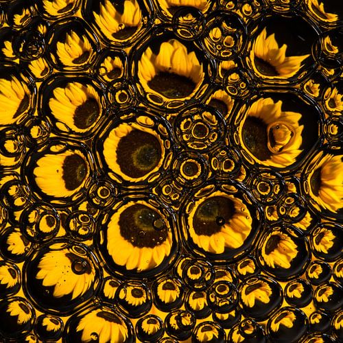 Zonnebloem in druppels, close -up (vierkant)