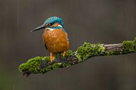 Martin-pêcheur dans une tempête de pluie sur une branche de mousse par Jeroen Stel Aperçu