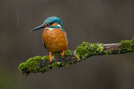 Kingfisher in a rainstorm on mossy branch by Jeroen Stel