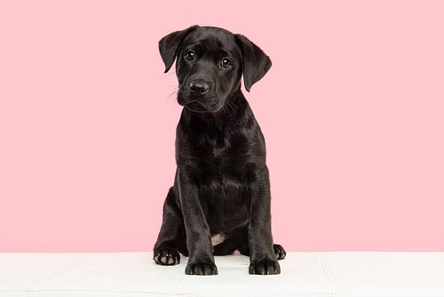 Schwarzer Labrador Welpe auf einer weißen Bank vor einem rosa Hintergrund
